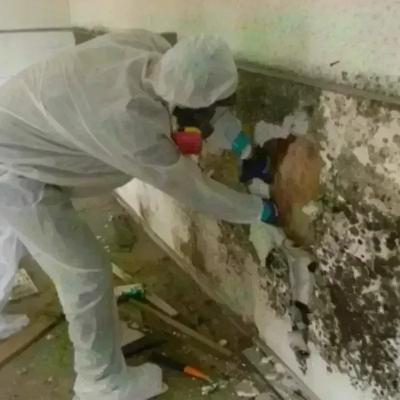 Mold Remediation and Removal in Hastings, MI